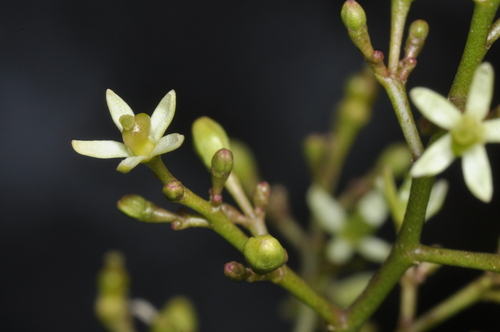 Zanthoxylum coco, photograph 6