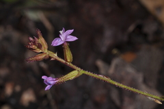 Plumbago caerulea, photograph (c) aacocucci, some rights reserved (CC BY)