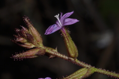 Plumbago caerulea, photograph (c) aacocucci, some rights reserved (CC BY)