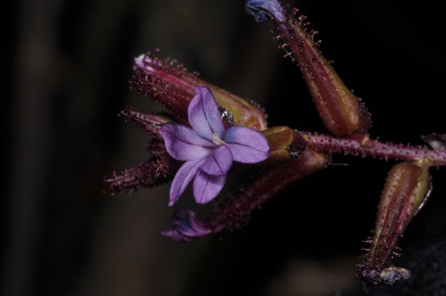 Plumbago caerulea, photograph 1