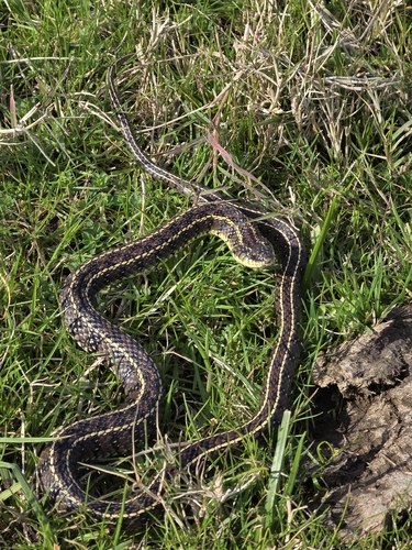 Gunther's Striped Snake