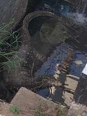 Varanus salvator salvator
