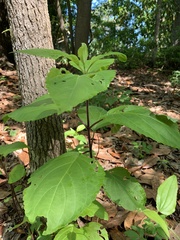 Collinsonia canadensis
