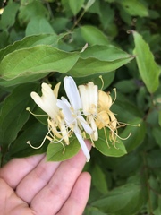 Lonicera japonica