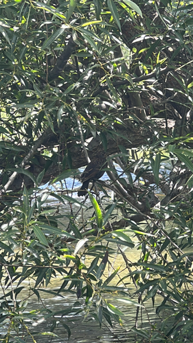 iNaturalist observation photo of Perching Birds