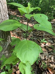 Collinsonia canadensis