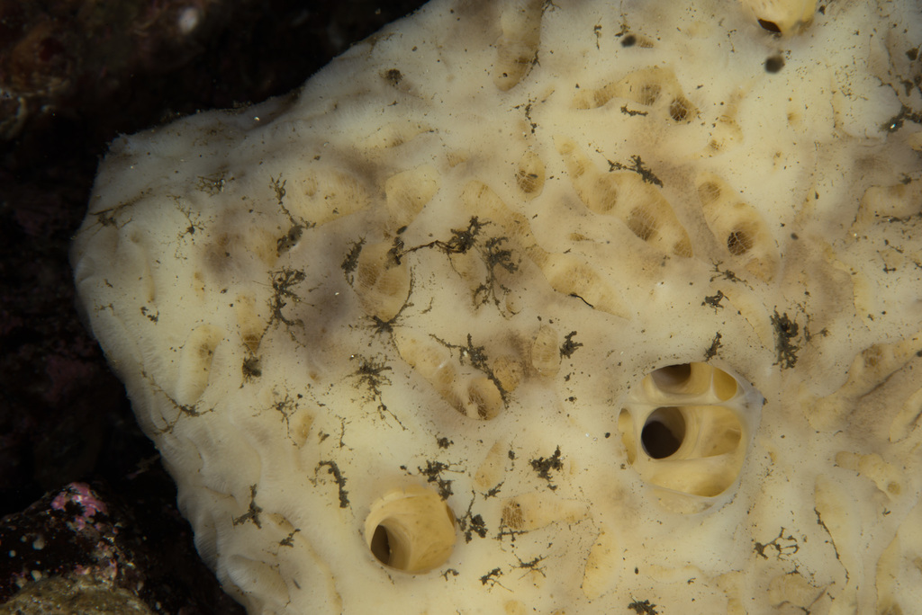 furrowed horny sponge