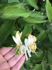 Lonicera japonica