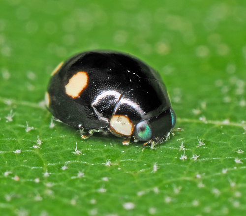 Esteemed Sigil Lady Beetle photo 2
