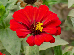 Zinnia elegans