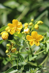 Senna septemtrionalis, photograph (c) José Belem Hernández Díaz, some rights reserved (CC BY)