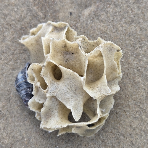 Thalamoporella observed 2026-07-14