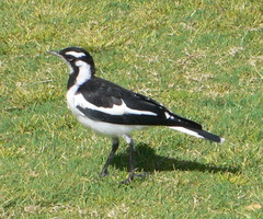 Grallina cyanoleuca