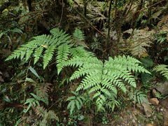 Diplazium laxifrons