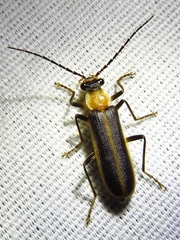 Podabrus flavicollis