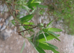 Erpetogomphus bothrops