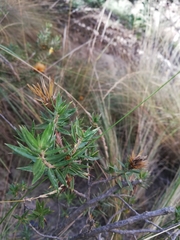 Lophopappus foliosus