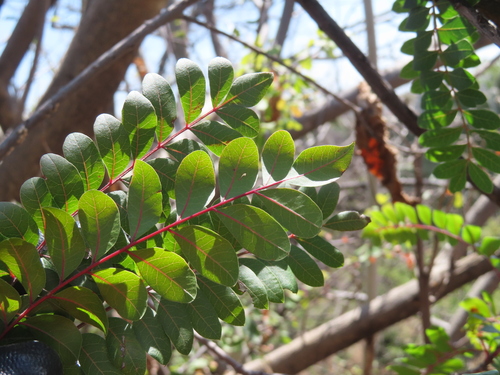 Pistacia mexicana, photograph 6
