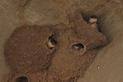 Petrochelidon rufocollaris