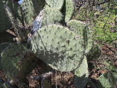Opuntia hyptiacantha, photograph (c) Ulises Pinedo, some rights reserved (CC BY)