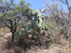Opuntia hyptiacantha, photograph (c) Ulises Pinedo, some rights reserved (CC BY)