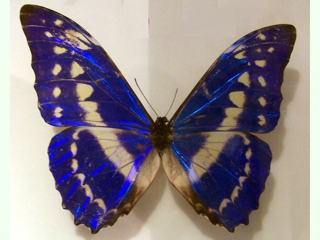 Morpho cypris · BioDiversity4All