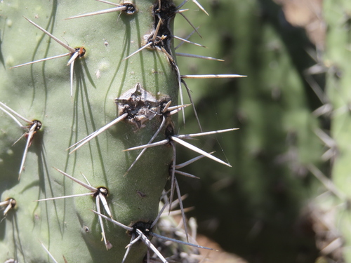 Opuntia hyptiacantha, photograph 4