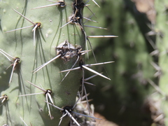 Opuntia hyptiacantha, photograph (c) Ulises Pinedo, some rights reserved (CC BY)