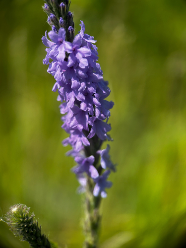 hoary vervain