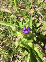 Tradescantia ozarkana
