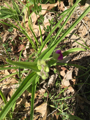 Tradescantia ozarkana