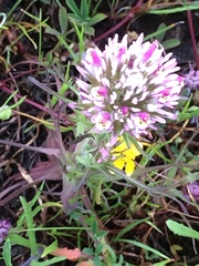 Castilleja densiflora densiflora