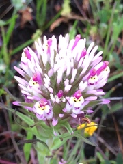 Castilleja densiflora densiflora