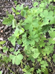 Oxalis
