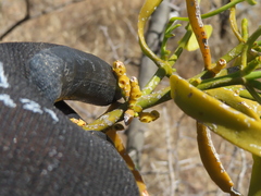 (c) Ulises Pinedo, some rights reserved (CC BY) Phoradendron carneum, photograph (c) Ulises Pinedo, some rights reserved (CC BY)