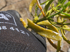 (c) Ulises Pinedo, some rights reserved (CC BY) Phoradendron carneum, photograph (c) Ulises Pinedo, some rights reserved (CC BY)