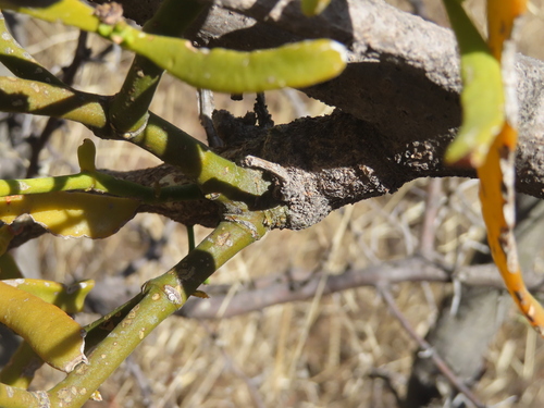 Phoradendron carneum, photograph 4