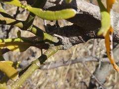 (c) Ulises Pinedo, some rights reserved (CC BY) Phoradendron carneum, photograph (c) Ulises Pinedo, some rights reserved (CC BY)