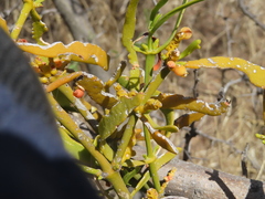 (c) Ulises Pinedo, some rights reserved (CC BY) Phoradendron carneum, photograph (c) Ulises Pinedo, some rights reserved (CC BY)
