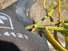 Phoradendron carneum