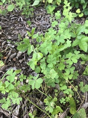 Oxalis