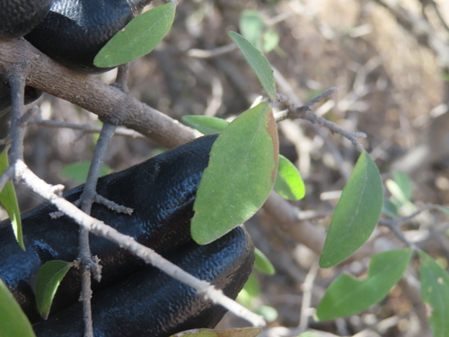 Forestiera phillyreoides, photograph 6