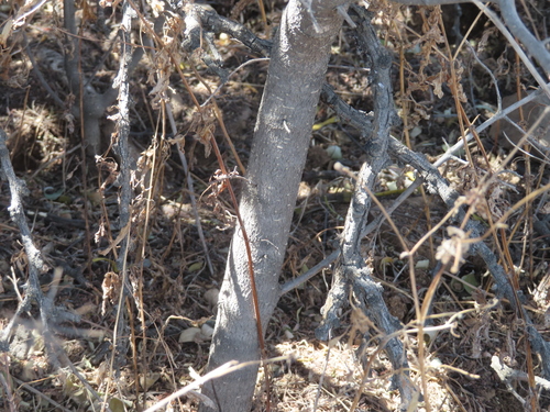 Forestiera phillyreoides, photograph 5