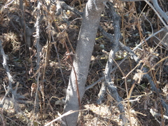 (c) Ulises Pinedo, some rights reserved (CC BY) Forestiera phillyreoides, photograph (c) Ulises Pinedo, some rights reserved (CC BY)