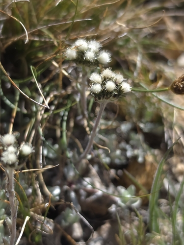 Rocky Mountain pussytoes (Antennaria media)