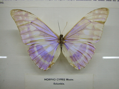 Cypris Morpho (Morpho cypris) · iNaturalist
