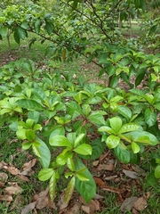 Terminalia amazonia