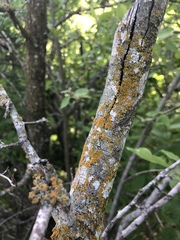 Candelaria concolor