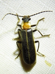 Podabrus flavicollis