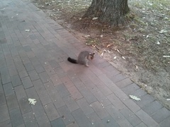 Trichosurus vulpecula